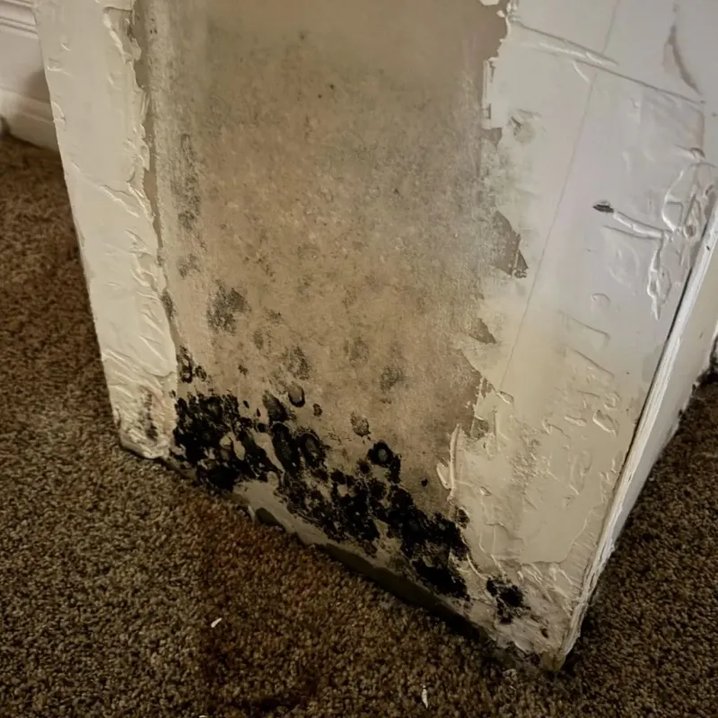 Professional Mold Removal in Bridgeport, WA